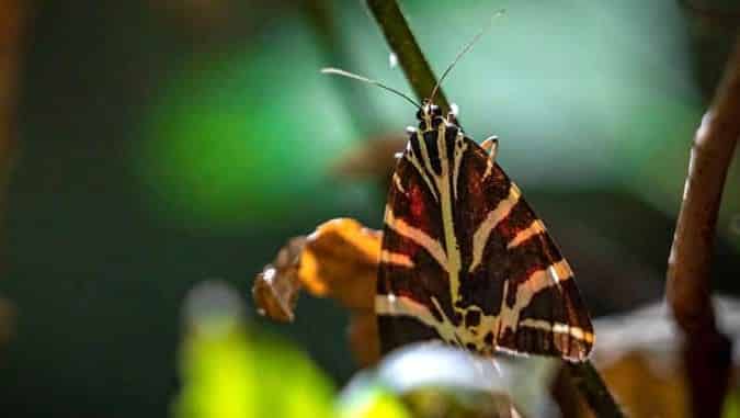 butterflies rhodes